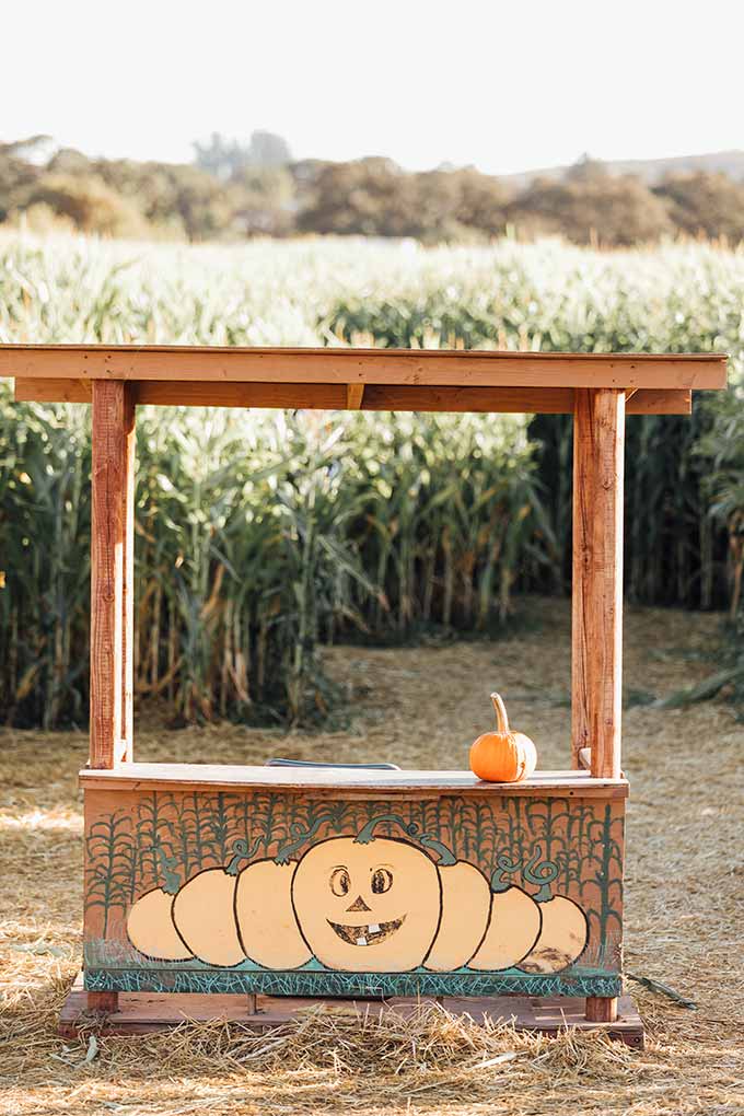 Whiskey & Lace Blog: Pumpkin Patch Fun 