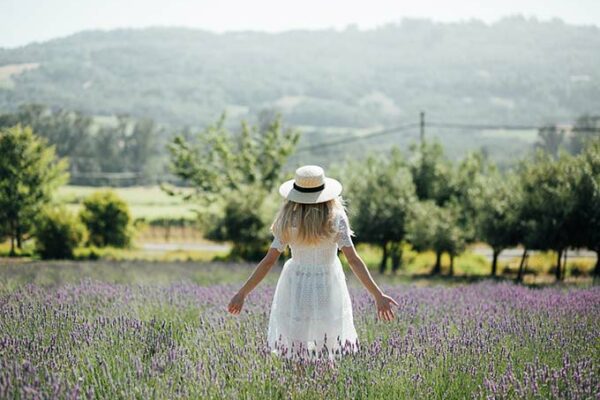 Matanzas Creek Winery Lavender Fields